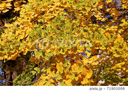 イチョウ 善照寺 紅葉 黄色 銀杏 松戸市内 イチョウ 善照寺 紅葉 黄色 銀杏 松戸市内 71903006
