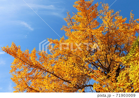 イチョウ 善照寺 紅葉 黄色 銀杏 松戸市内 イチョウ 善照寺 紅葉 黄色 銀杏 松戸市内 71903009