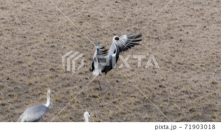 鶴の越冬地　出水 71903018