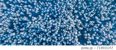 Blue background texture of a frozen forest at winter, top earial view 71903147