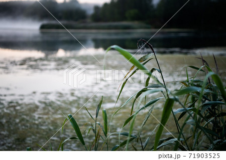Frozen spider web during calm autumn morning by lake 71903525
