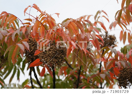 櫨の実 71903729