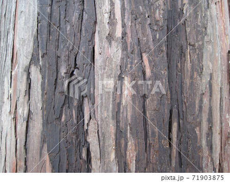 樹皮の接写写真 71903875