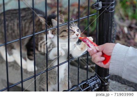 大好物のご飯に我を忘れてフェンスを登るキジトラ白の野良猫子猫 大好物のご飯に我を忘れてフェンスを登るキジトラ白の野良猫子猫 71903990