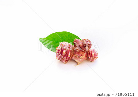 紫菊芋 71905111