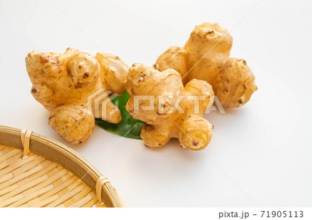 菊芋 菊芋 71905113