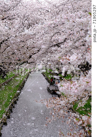 川越　新河岸川沿いの桜吹雪 71905297