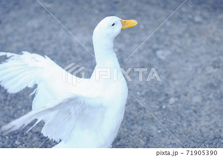 羽を広げたアヒルの写真素材 [71905390] - PIXTA