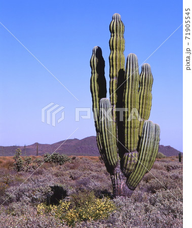 バハ カリフォルニアのサグアロの写真素材