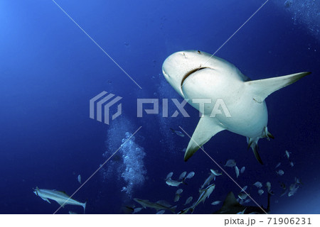 bull shark while ready to attack while feeding 71906231