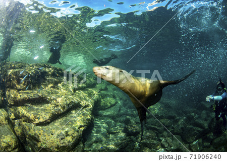 Sea lion Seals behind giant sardine bait ball underwater 71906240
