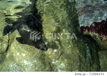 puppy newborn Sea lion eared Seal while diving california 71906241