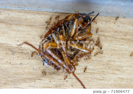 Ants walks on a big dead beetle.  71906477