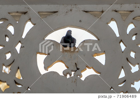 The pigeon sits on decoration on the walls of the Buddhist monastery The Shwezigon, Myanmar The pigeon sits on decoration on the walls of the Buddhist monastery The Shwezigon, Myanmar 71906489