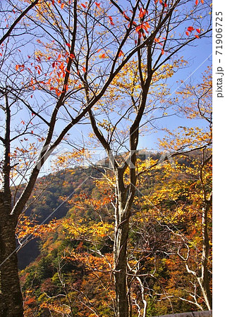 秋の龍神村の光景　和歌山県田辺市護摩壇山付近 71906725