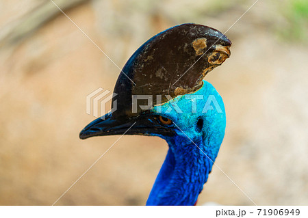 Cassowary close-up. Cassowary head. Big aggressive bird 71906949