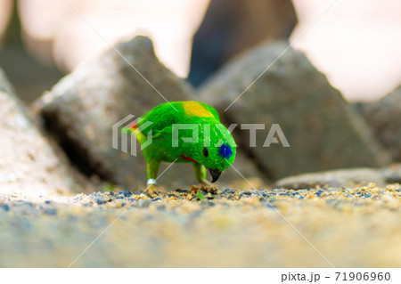 Very small and cute bright green parrot loriculus galgulus or blue crowned parrot, biting food 71906960