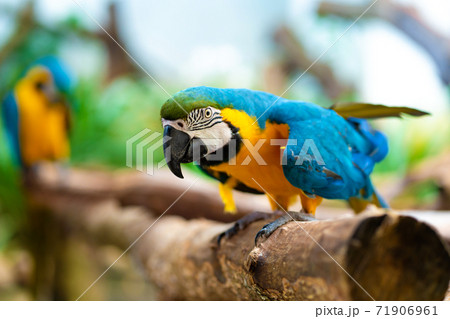 Blue yellow parrot macaw sitting on branch 71906961