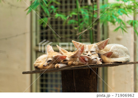 Cute sleeping fennecs on the shelf in the zoo 71906962