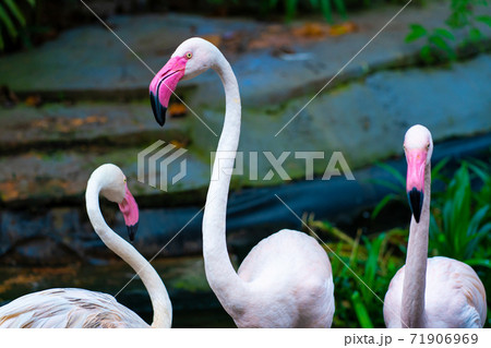 Flock of pink flamingos in the zoo pond 71906969