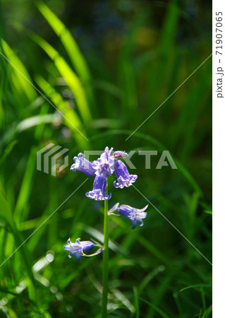 森の遊歩道に咲き乱れる ブルーベル 紫の花の写真素材