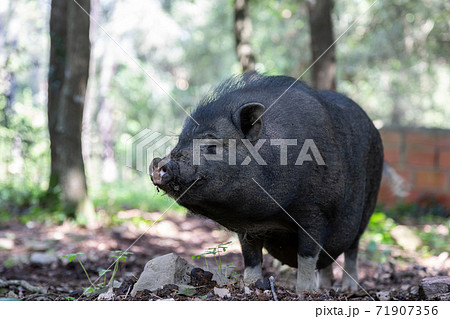 Vietnamese Pot-bellied pig on the farm Vietnamese Pot-bellied pig on the farm 71907356