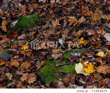 Wet Autumn Fallen Leaves Wet Autumn Fallen Leaves 71908829