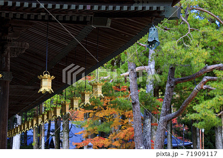高野山　紅葉 71909117
