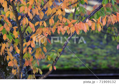高野山 紅葉 高野山 紅葉 71909132