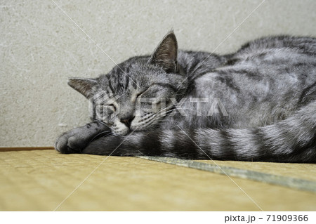 床で寝ているサバトラ猫 71909366