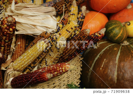 Mature corns in various colors display in rattan basket. Mature corns in various colors display in rattan basket. 71909638
