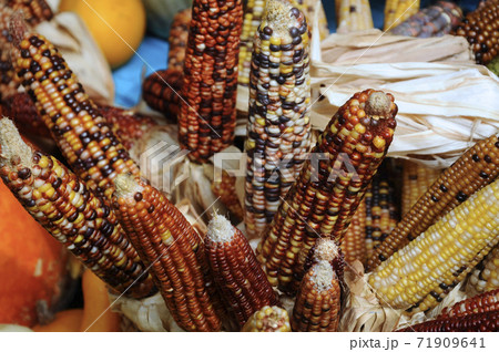 Mature corns in various colors display in rattan basket. Mature corns in various colors display in rattan basket. 71909641