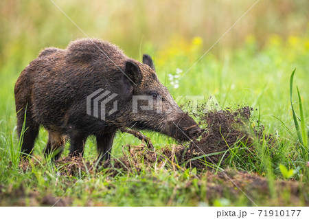 Wild boar digging in the ground with snout and throwing mud away on meadow 71910177