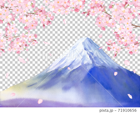 春の花：桜と富士山の景色　水彩イラスト（白背景） 71910656
