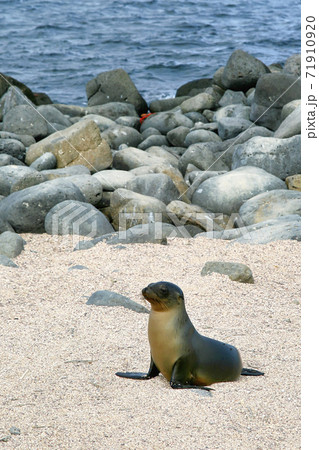Galapagos Sea Lion, Galapagos National Park, Ecuador 71910920