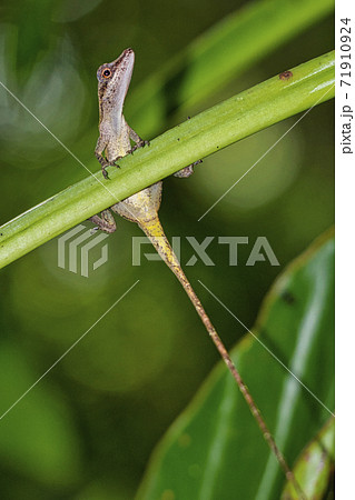 Anolis, Anole Lizard, Tropical Rainforest, Marino Ballena National Park, Costa Rica 71910924