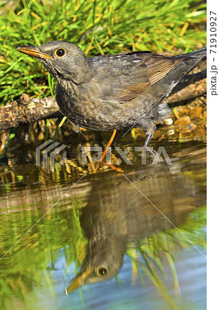 Blackbird, Forest Pond, Mediterranean Forest, Spain 71910927