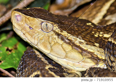 Fer-de-lance Viper, Terciopelo Viper, Tropical Rainforest, Costa Rica 71910955