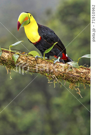 Keel-billed Toucan, Sulfur-breasted Toucan, Rainbow-billed Toucan, Tropical Rainforest, Costa Rica 71910962