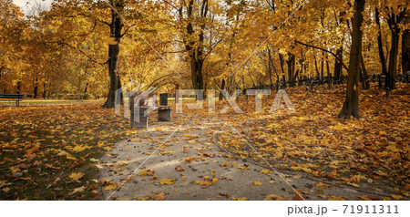 Panorama of autumn city park full of orange leaves Panorama of autumn city park full of orange leaves 71911311