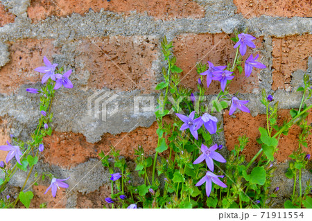 キキョウソウ 71911554