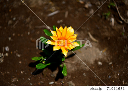 ガザニア（ガーベラに似た花） 71911681