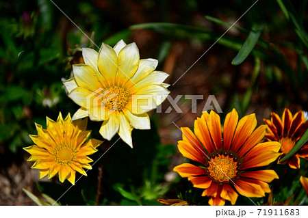 ガザニア ガーベラに似た花 の写真素材