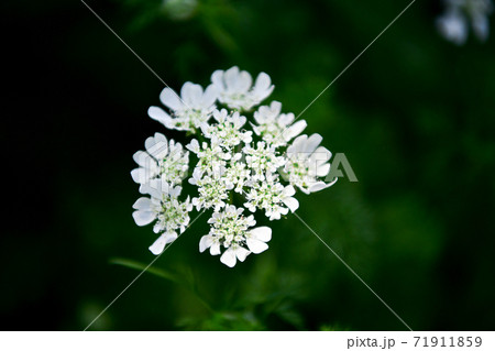 オルレアの花 オルレアの花 71911859