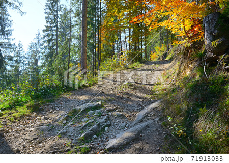 Rocky country mountain road in forest. 71913033