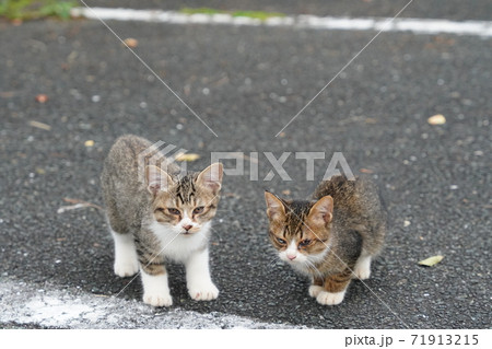 美味しいご飯が来たと我先に駆け寄る可愛いキジトラ白の野良猫子猫兄弟 美味しいご飯が来たと我先に駆け寄る可愛いキジトラ白の野良猫子猫兄弟 71913215