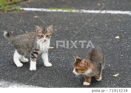 美味しいご飯が来たと我先に駆け寄る可愛いキジトラ白の野良猫子猫兄弟 美味しいご飯が来たと我先に駆け寄る可愛いキジトラ白の野良猫子猫兄弟 71913216