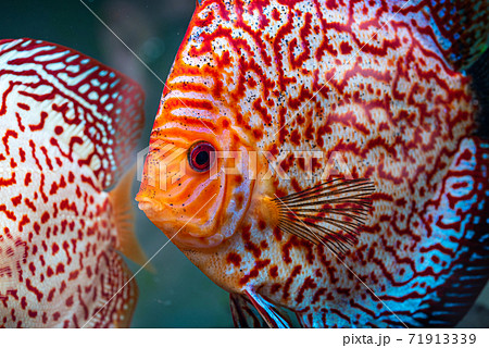 Colorful fish from the spieces Symphysodon discus in aquarium. 71913339