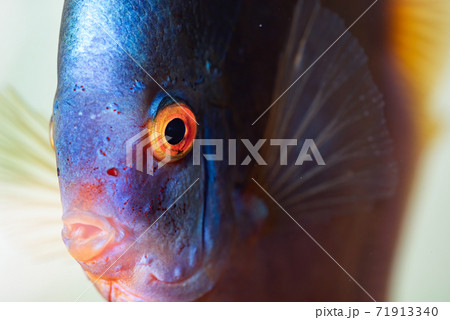 Closup of Blue Diamond Discus fish, detailed mouth and eye view Closup of Blue Diamond Discus fish, detailed mouth and eye view 71913340