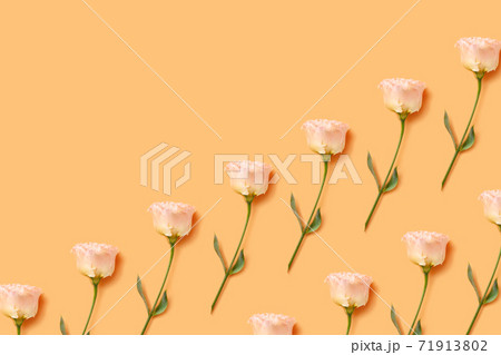 Floral pattern of a light orange eustoma bud on a bright coral background. Floral pattern of a light orange eustoma bud on a bright coral background. 71913802